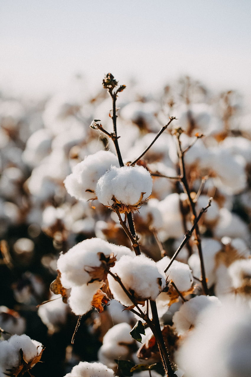 Estampado gráfico de algodón australiano. Campo, Campos de algodón, Estética floral. fondo de pantalla del teléfono