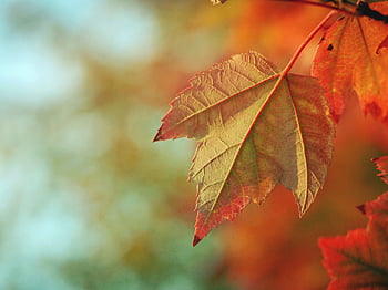 Autumn leaf blurred background HD wallpapers | Pxfuel