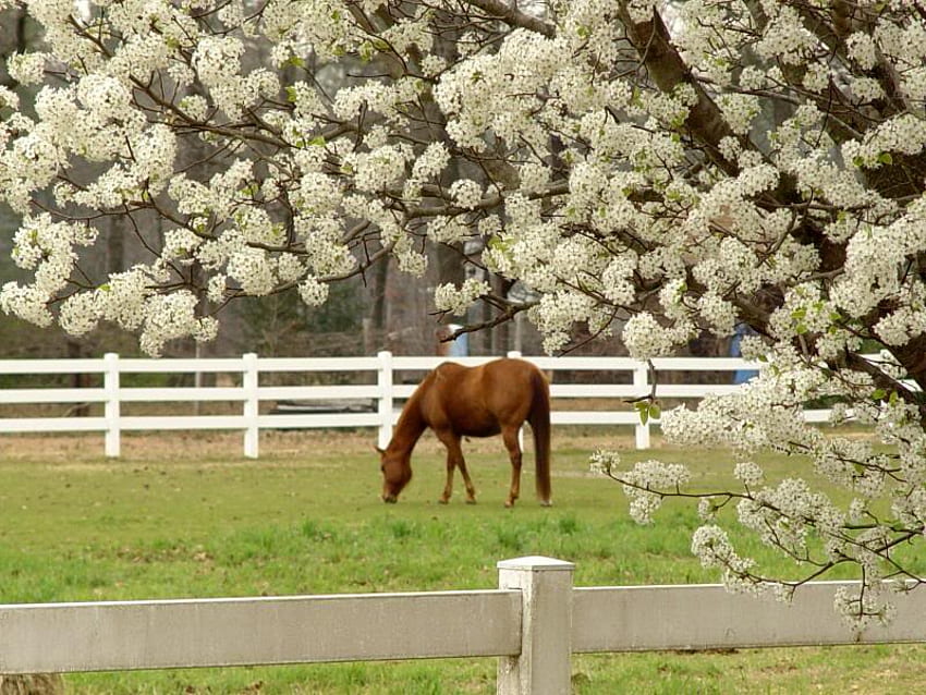 It's So Nice Just To Relax, horse, tree, fence, blossoms HD wallpaper