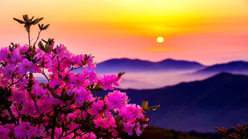 Beau coucher de soleil, rose, ciel, nature, fleurs, montagnes, soleil, coucher de soleil Fond d'écran HD