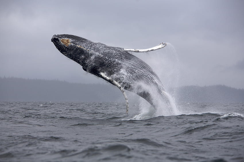 Animali, mare, oceano, spray, rimbalzo, salto, balena Sfondo HD