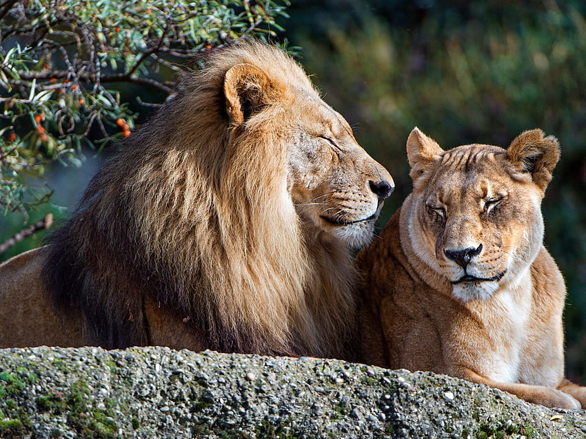Lion and lioness, rest, couple U HD wallpaper