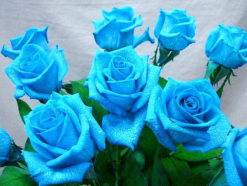 Bouquet of blue roses, blue, bouquet, roses, beautiful, nice, delicate, pretty, flowers, lovely, harmony HD wallpaper
