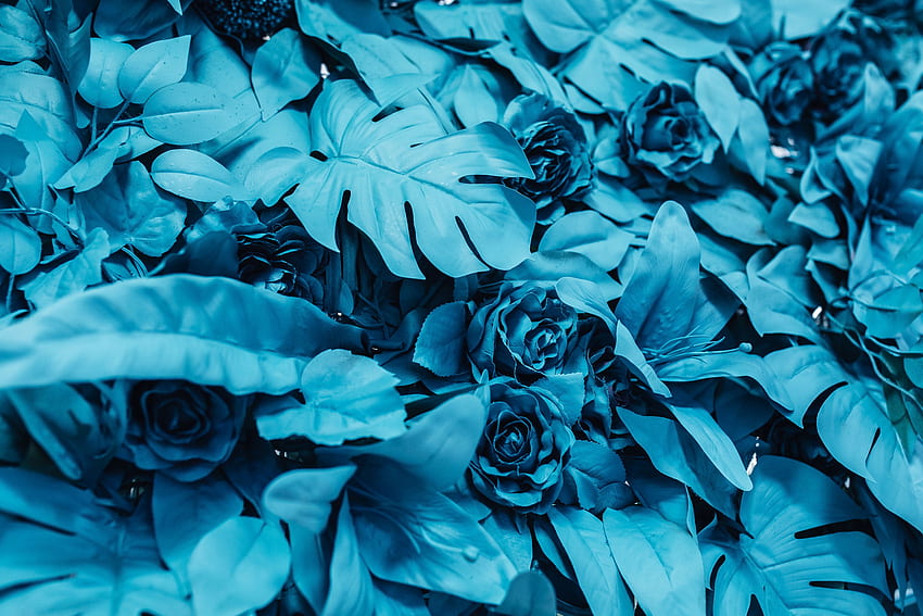 Blumen, Rosen, Blätter, Farbe HD-Hintergrundbild