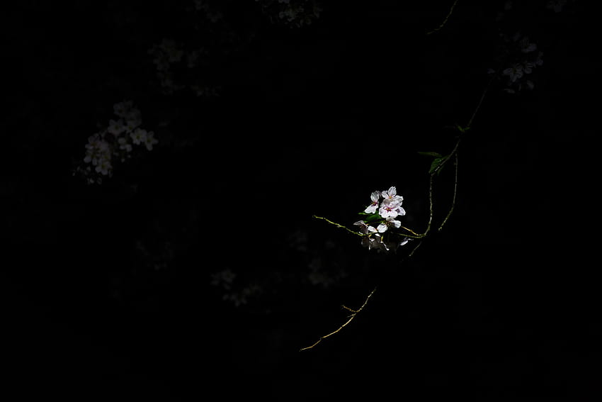 / розов черешов цвят в тъмно през пролетта honancho, бели цветя в тъмнината, тъмен черешов цвят HD тапет