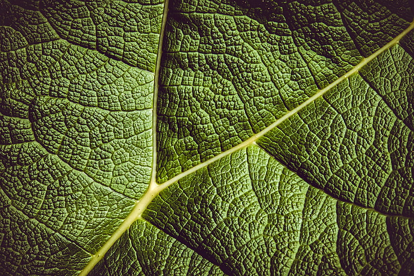 planta, macro, folha, folha, com nervuras, veias papel de parede HD