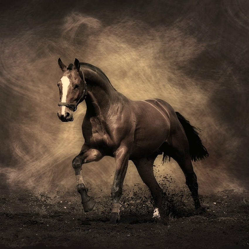 走る馬の絵画アート iPad Air . iPhone、iPadワンストップ。 馬 , 馬, 馬の絵 HD電話の壁紙
