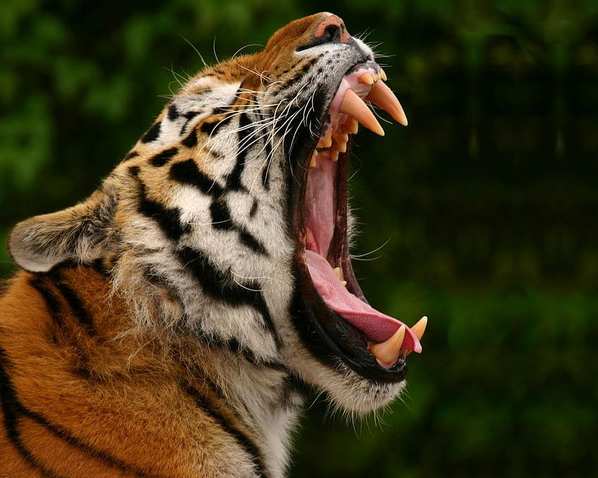 Tygrys, zwierzę, duże koty, dziki, drapieżnik Tapeta HD