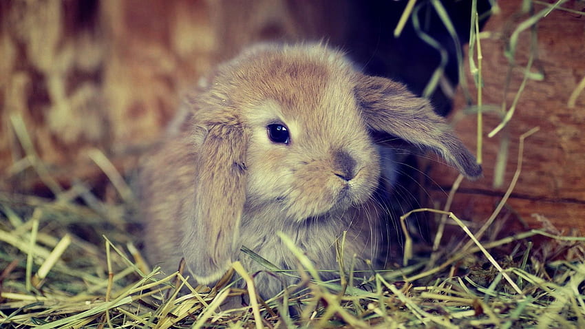 Cute Fluffy Bunny . Urban Chicy Bun NIES HD wallpaper