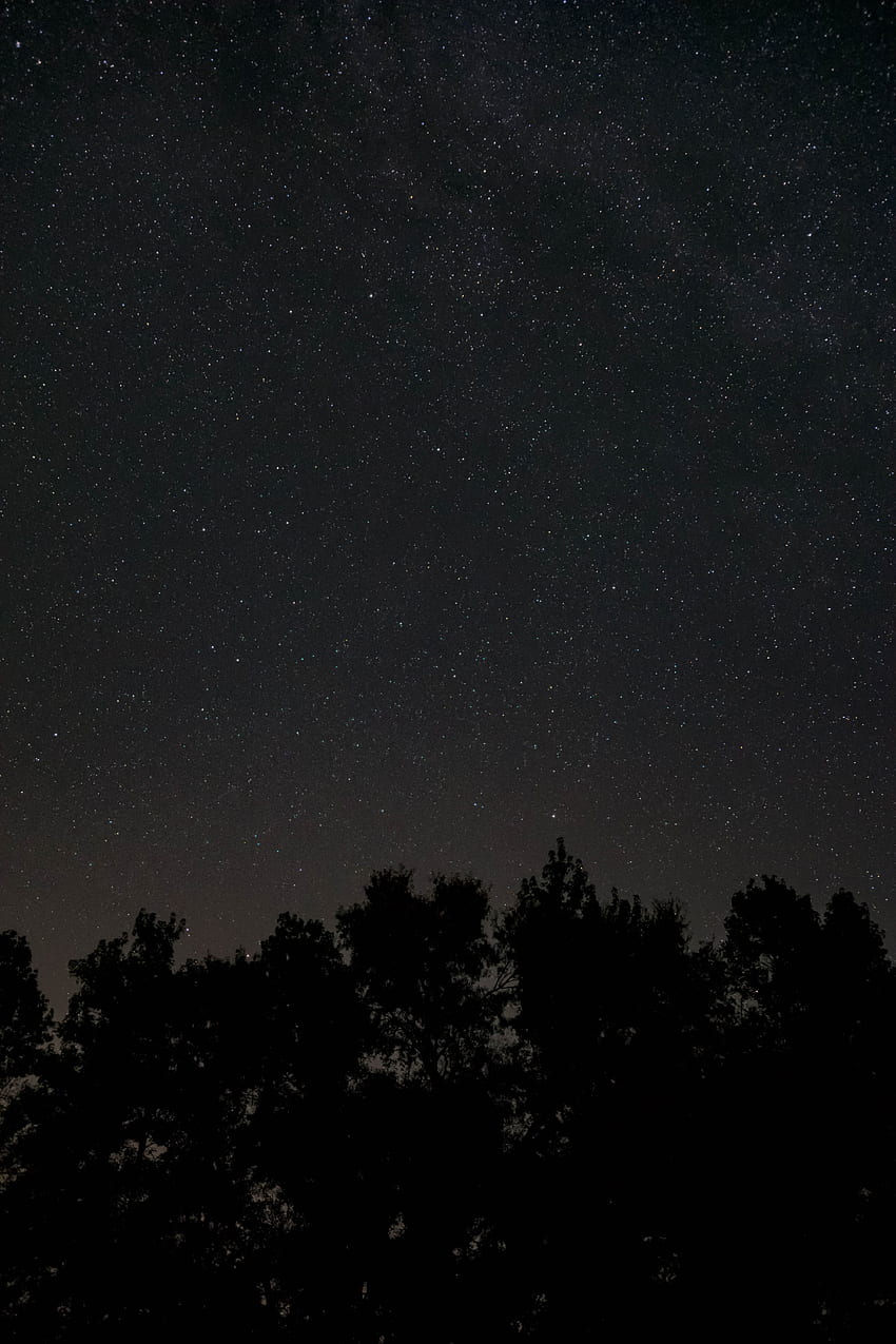 Trees, Universe, Stars, Night, Dark, Starry Sky HD phone wallpaper
