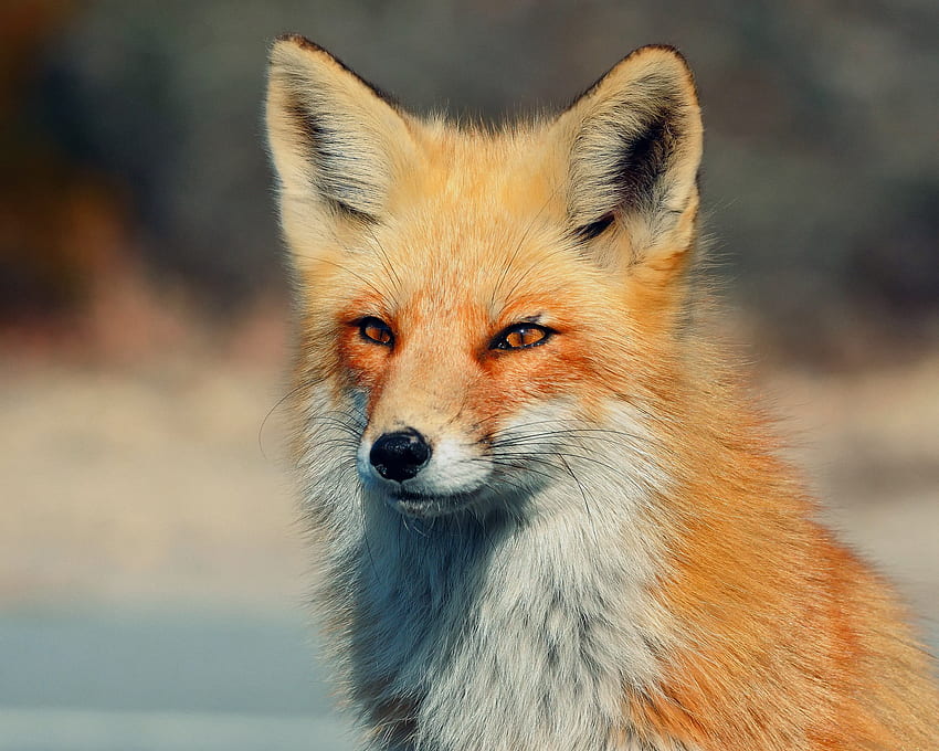 Animals, Fox HD wallpaper