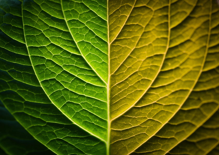 Bright, leaf, veins, close up HD wallpaper