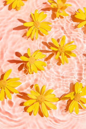 desktop-wallpaper-yellow-daisy-in-pink-p