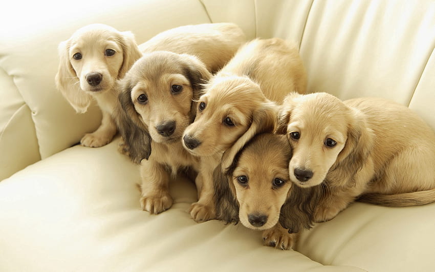 Animals, Dogs, Friends, Puppies HD wallpaper