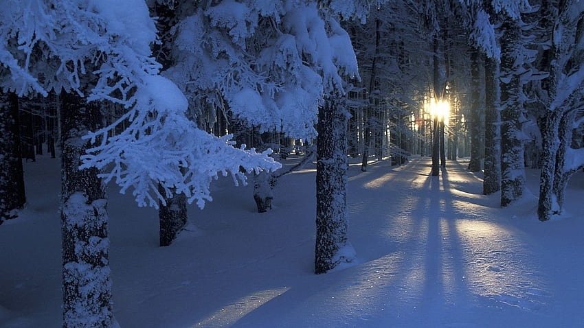 Snowy Forest At Sunrise, Arctic Forest HD wallpaper