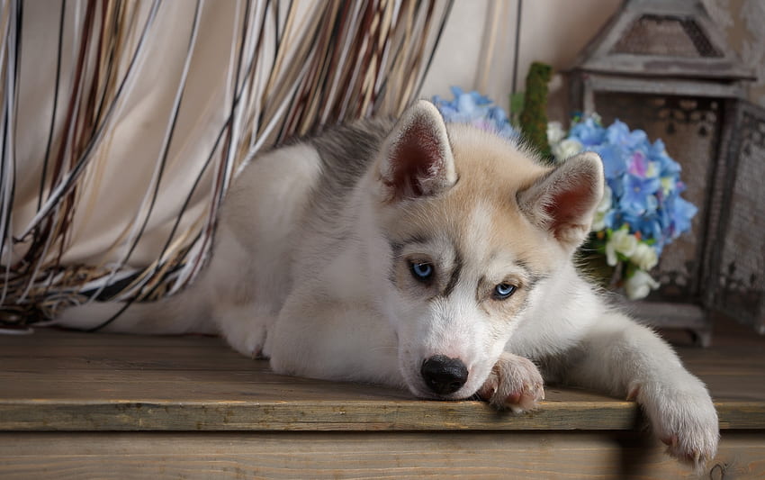 Husky, niebieski, pies, zwierzę, ładny, szczeniak, kwiat, łapa, kain Tapeta HD