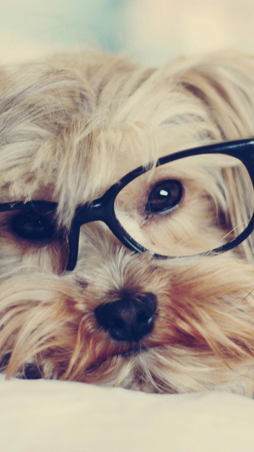 Animals dogs glasses puppies hipster HD phone wallpaper