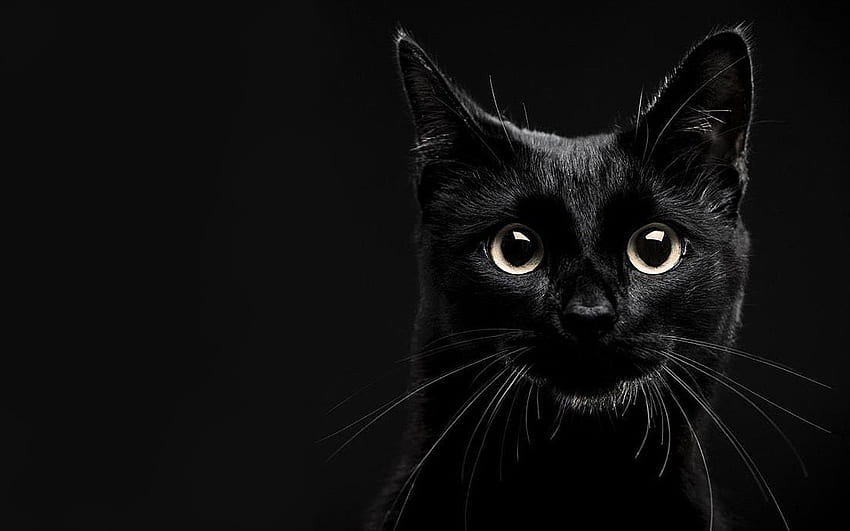 Schwarze Katze, schöne schwarze Katzen HD-Hintergrundbild