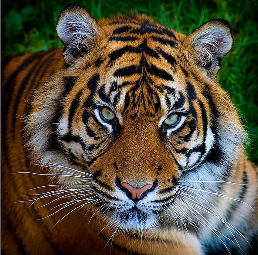 Beauté rayée, rayures, blanc, noir, tigre, chat, orange Fond d'écran HD