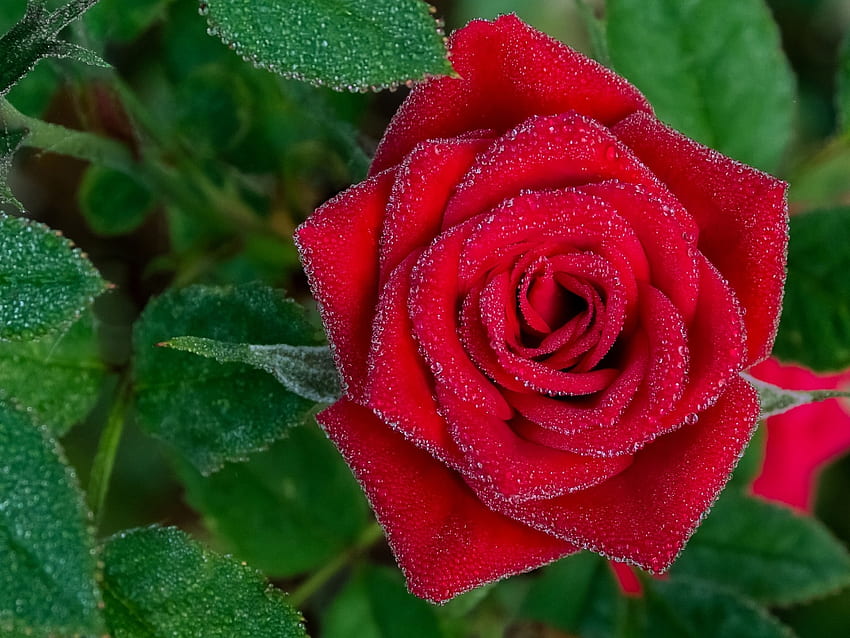 Капки роса върху червена роза, капки, роза, листа, цвете, зелено, червено, природа, роса, макро HD тапет