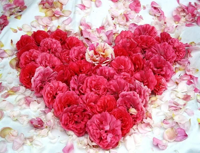 Mein Herz gehört dir, Rosen, hübsch, Blütenblätter, Liebe, rot, romantisch, Herz HD-Hintergrundbild