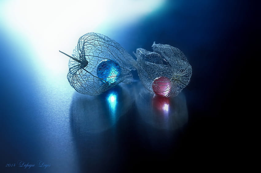 I concentrate on you, blue, white, lafugue logos, pink, red, fruit, autumn, veins HD wallpaper