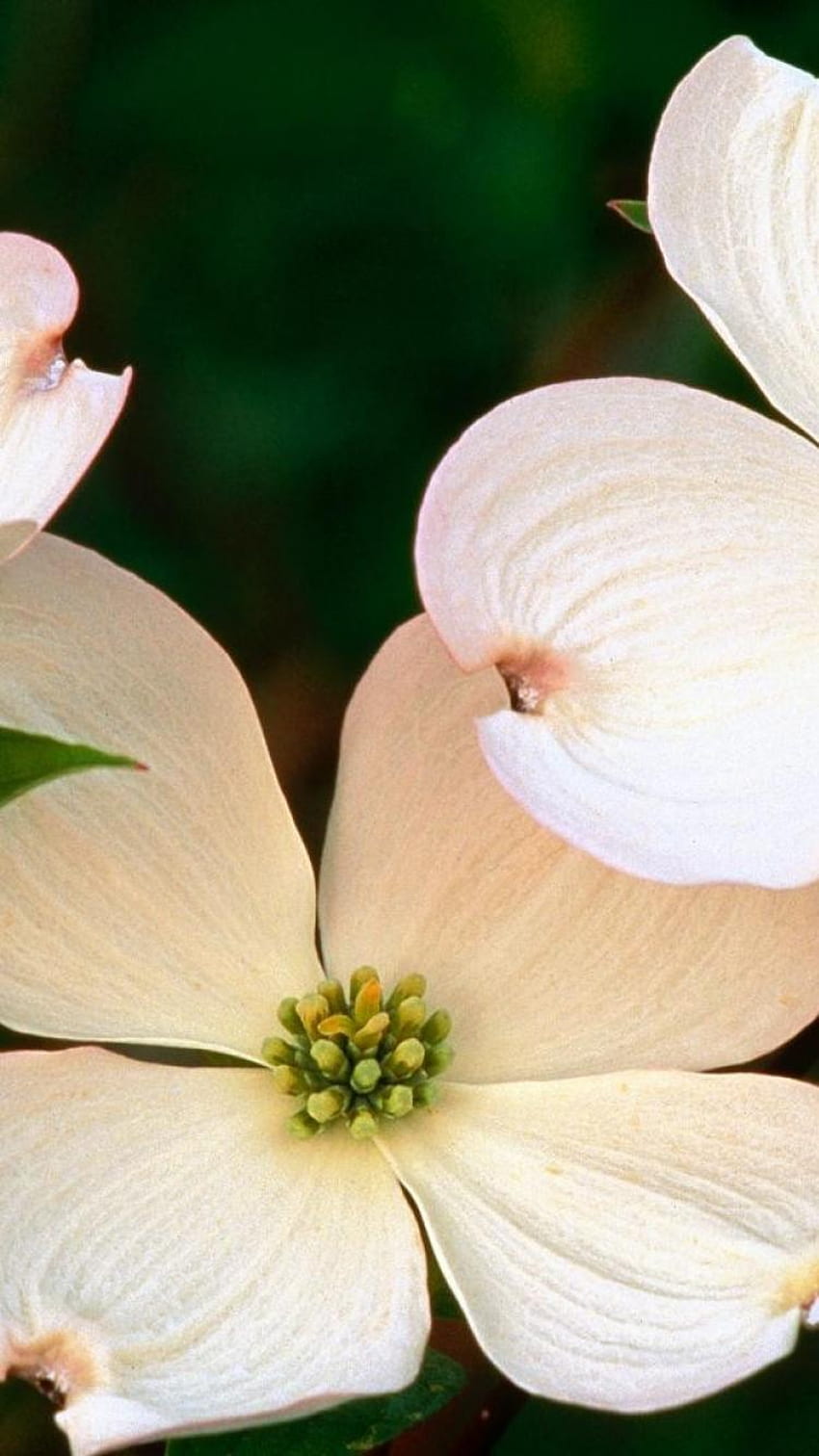 Hartriegel Blume HD-Handy-Hintergrundbild