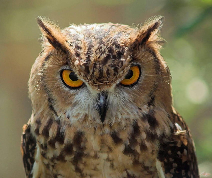 Funny Angry Owl by HD wallpaper