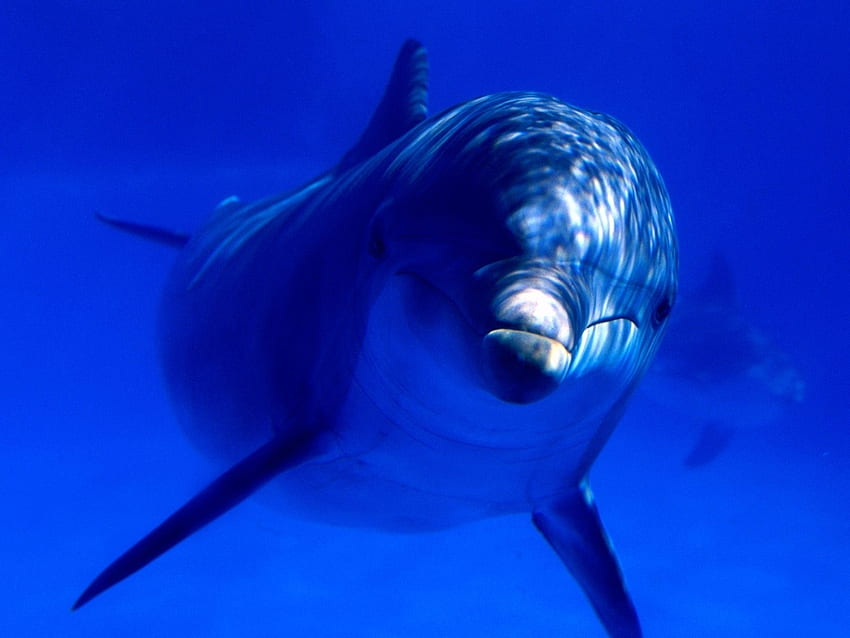 animais, golfinhos papel de parede HD