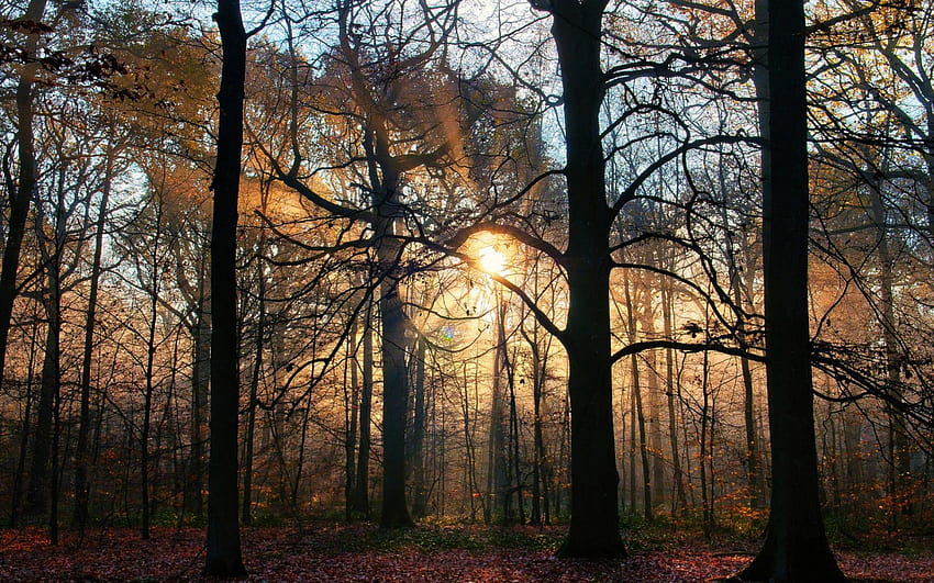 ป่า แสงแดด แสงแดด แสงแดด ป่าไม้ ธรรมชาติ แสงแดด วอลล์เปเปอร์ HD