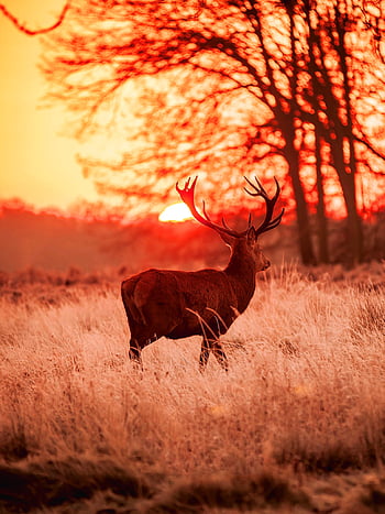 Deer Hunting Wallpaper for Computer 56 pictures