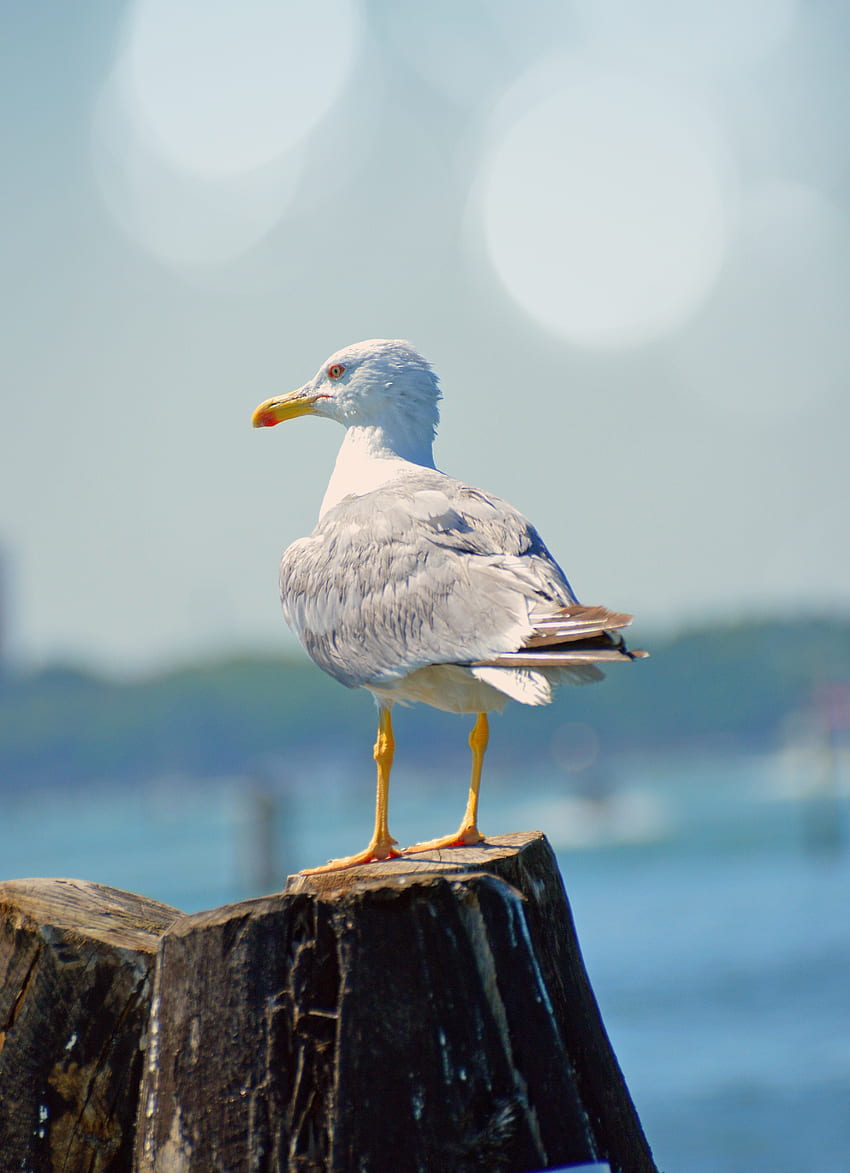 Seagull, bird, white, seabird HD phone wallpaper