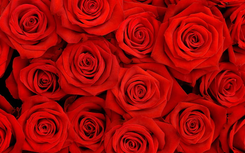 Red Flower > Sub, Red Rose Vintage HD wallpaper