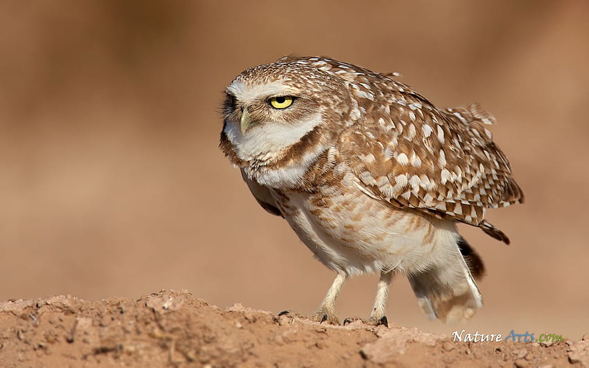 Burrowing Owl, Owl Funny HD wallpaper