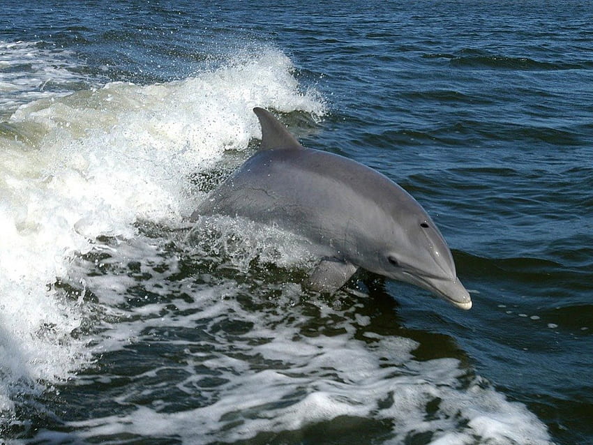 Delfin butlonosy, zwierzę, fale, delfin, ocean Tapeta HD