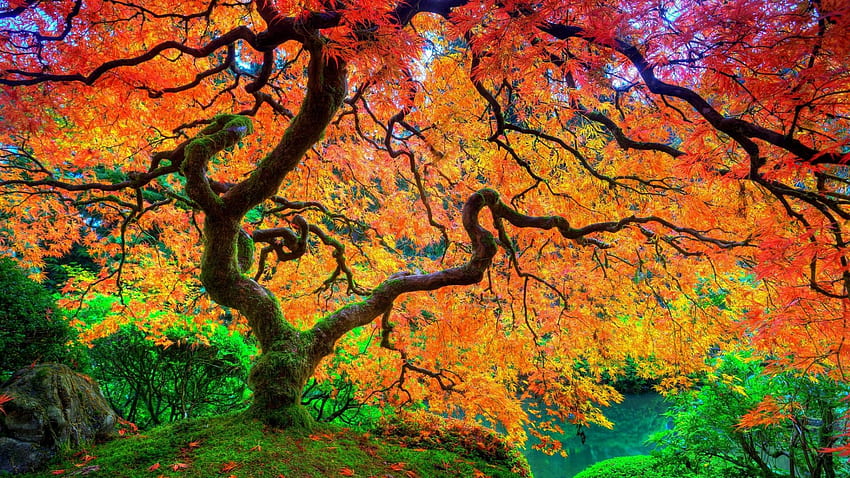 Japanese Maple Tree Maple Leaf Tree Japanese [] for your , Mobile & Tablet. Explore Japanese Maple . Japanese Nature, Red Maple HD wallpaper