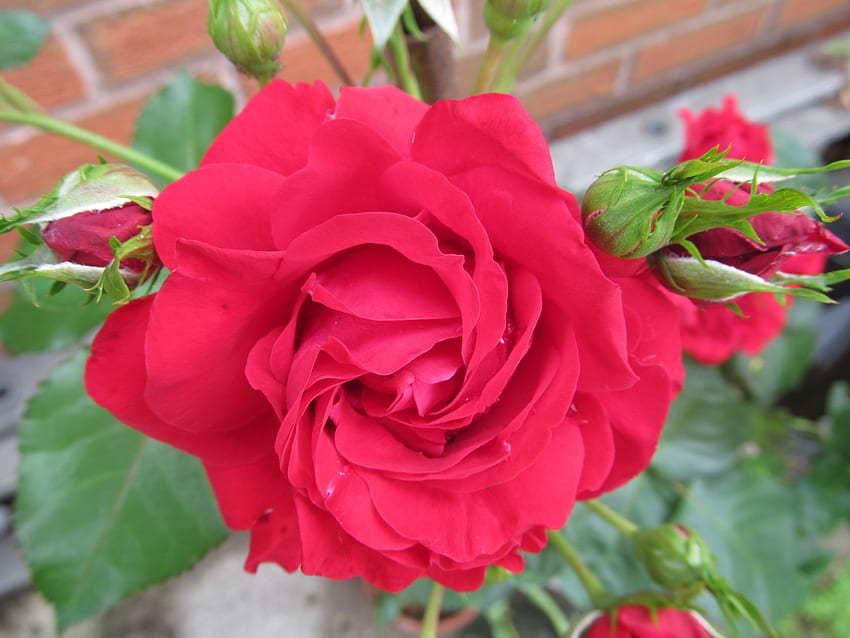 Домашно отглеждана червена роза, рози, цветя, цъфтеж, природа, флора HD тапет