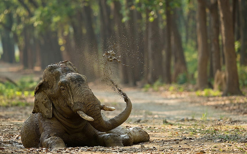 elefante nel fango, fauna selvatica, Africa, animali divertenti, elefanti, animali selvatici Sfondo HD