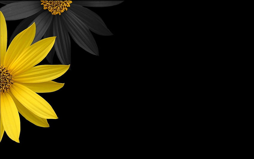 flowers, Yellow Flowers, Black Background / and Mobile Background, Dark Bohemian HD wallpaper