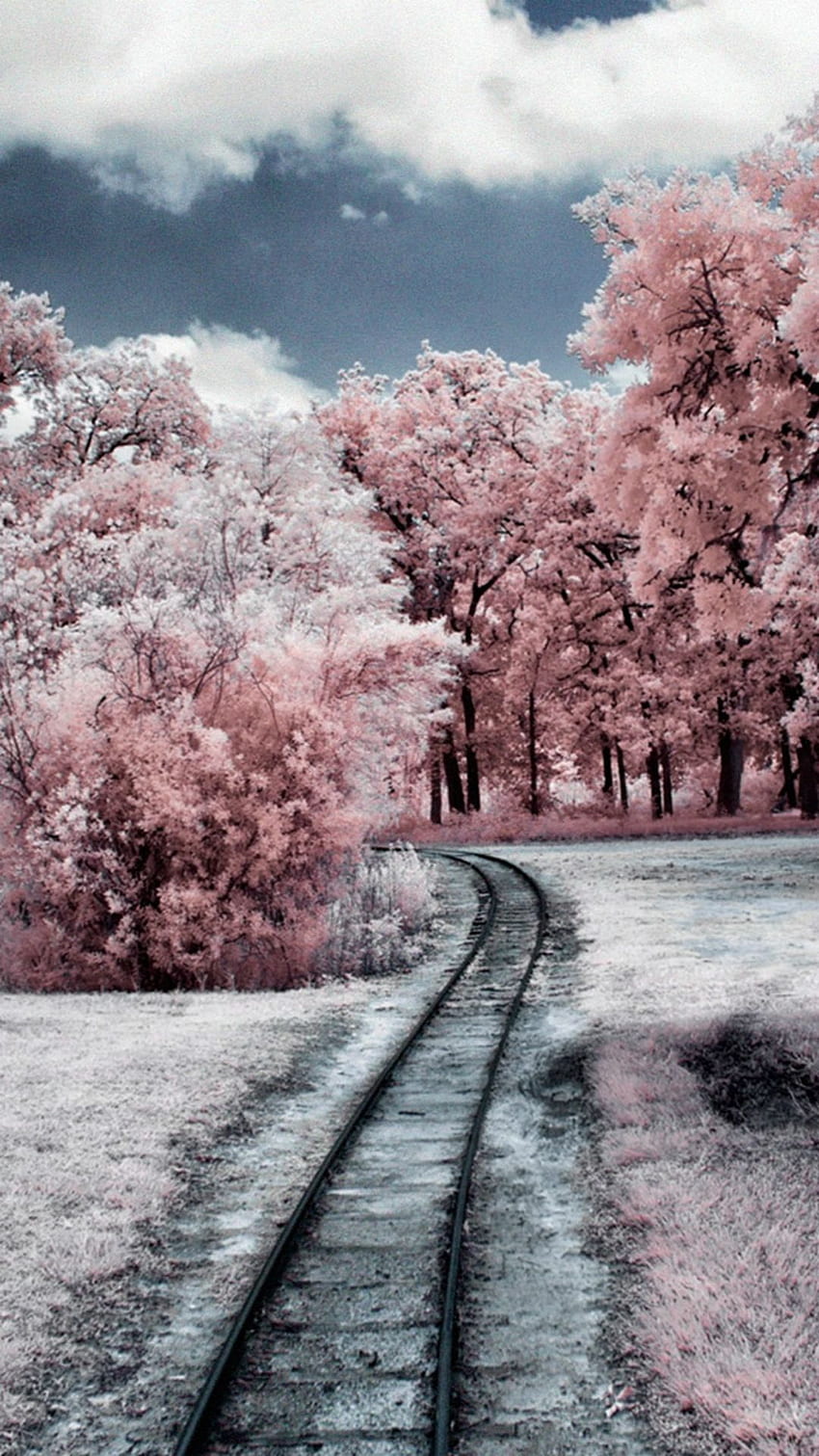 Nature Winter Through Pink Woods - sony xperia xa1 plus, Pink Forest HD phone wallpaper