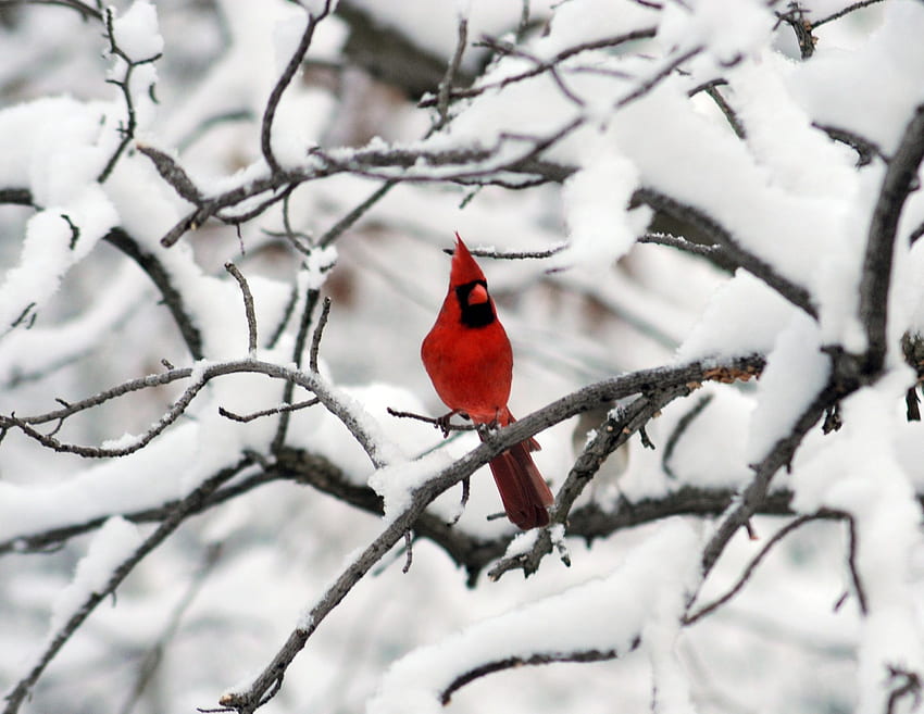 Cardinal Bird Sitting In The Snow Background, Winter Cardinal Picture  Background Image And Wallpaper for Free Download