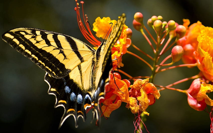Gras, Blume, Makro, Muster, Schmetterling, Flügel HD-Hintergrundbild