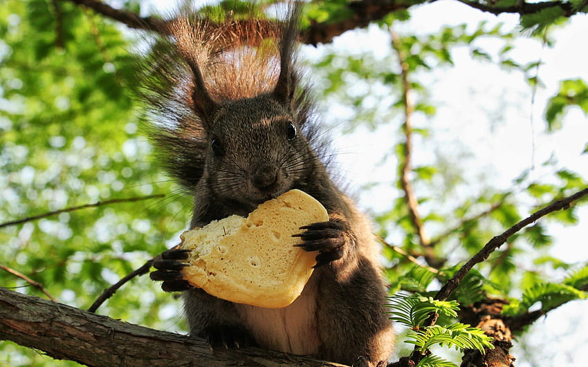 Tiere, Eichhörnchen, Essen, Holz, sitzen, flauschig, Baum, Schwanz HD-Hintergrundbild