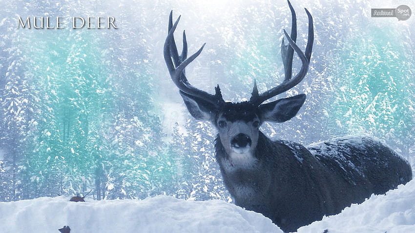 Mule Deer HD wallpaper