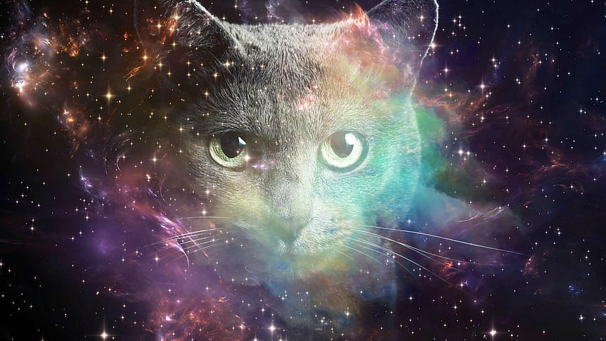 Weltraumkatze, erstaunliche Katzengalaxie HD-Hintergrundbild