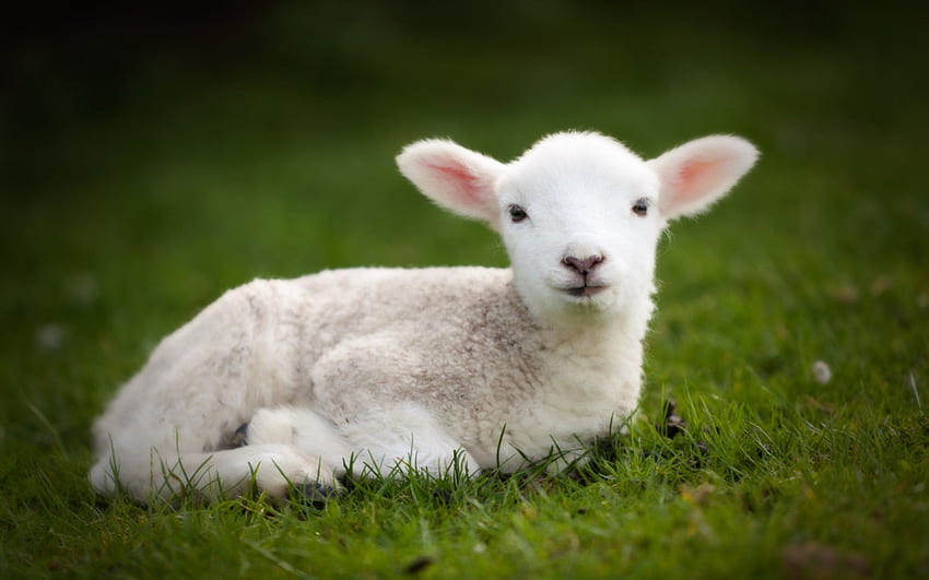 Cute Baby Sheep Src Cute Baby - Little Lamb - - HD wallpaper