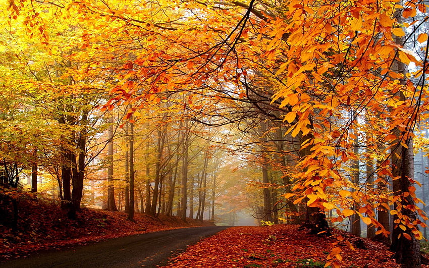 Natura, alberi, autunno, foglie, strada, nebbia, asfalto, foschia, brillantemente Sfondo HD