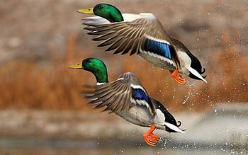 Waterfowl Wallpapers Group 37