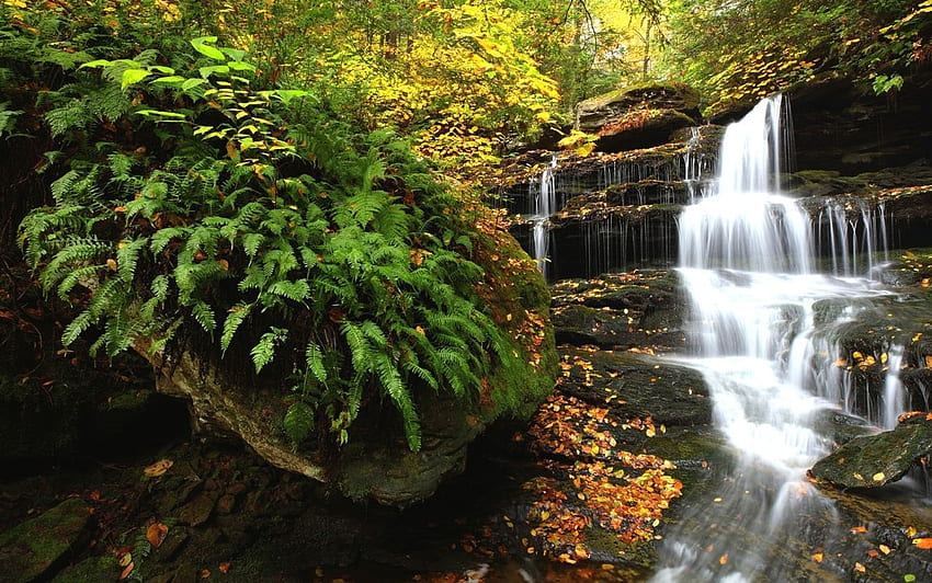 Nature Hidden Falls Rickets Glen State Park Autumn Vodopal Forest Trees Haute Qualité W. Feuillage d'automne, Chute d'eau, Feuillage d'automne, Nature 10k Fond d'écran HD