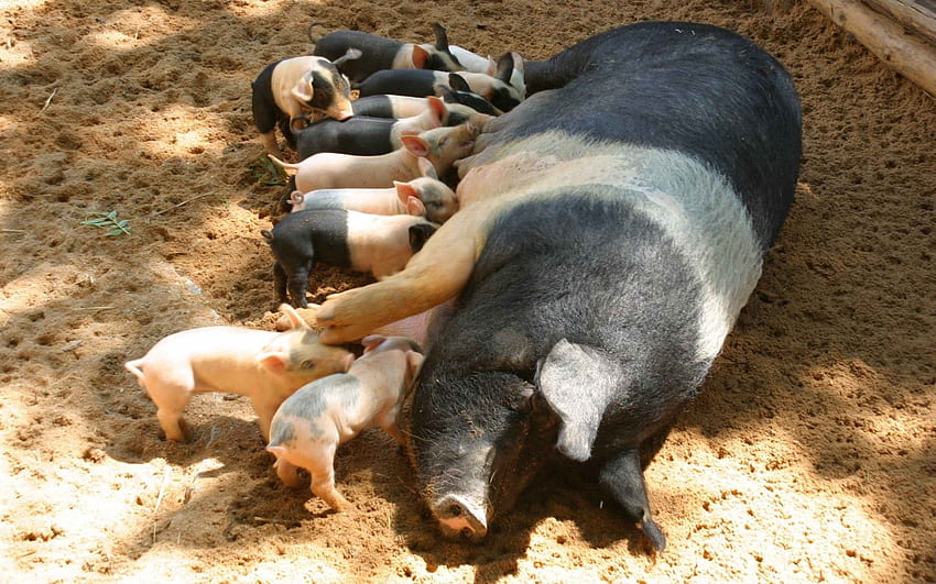 Animals, Young, Cubs, Pig, Feeding HD wallpaper